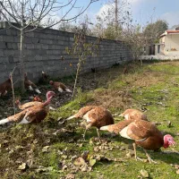 بوقلمون بوربن|حیوانات مزرعه|آستانه اشرفیه, |دیوار