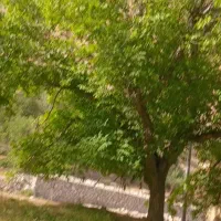 کود گوسفندی نیسانی ۵۰۰