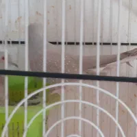 وله ژیر|پرنده|مریوان, |دیوار