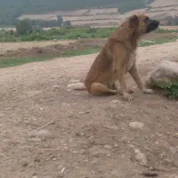 سگ گوسفندی|سگ|آزادشهر, |دیوار