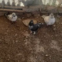 طوقی دونریک ماده