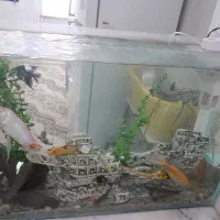 اکواریوم و ماهی