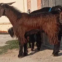 بز های کهره دار ،ابستن و کهره نر|حیوانات مزرعه|برازجان, |دیوار