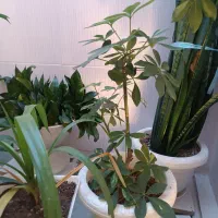 گل وگلدان|گل و گیاه طبیعی|فسا, |دیوار