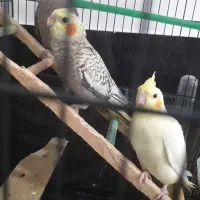 جوجه عروس هلندی یک ماهه