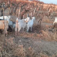 بز ابستن|حیوانات مزرعه|شاهرود, |دیوار