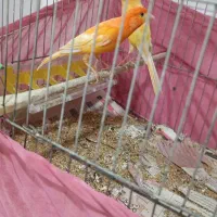 قناری جفت نر و ماده کار داده