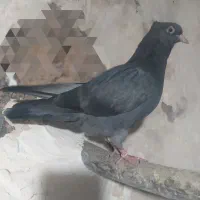 جوجه کبوتر