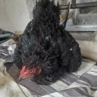 فروش یک عدد خروس افغان ومرغ افغان