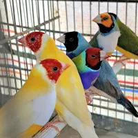 فنج گلدین و کرواتی