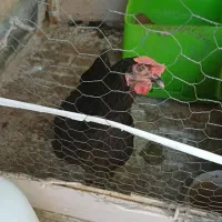 مرغ تخم گذار