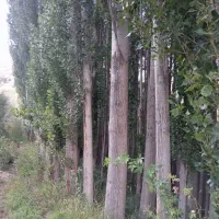 فروش درخت صنوبر|گل و گیاه طبیعی|الیگودرز, |دیوار