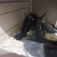 عروس هلندی نرو ماده با پنچ تا جوجه|پرنده|کرج, اخگرآباد|دیوار