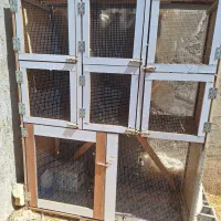 قفس جفت کن کبوتر