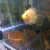 جوجه فلاور باکس ۲۰روزه.کت چوبی فنکوس کلمبیا