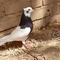 کفتر طوقی|پرنده|شیراز, دست خضر|دیوار
