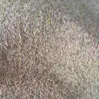 کاه کزل سبوس دون دار