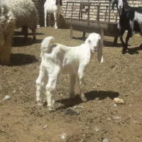 بزغاله نر پاکستانی شیری