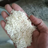 برنج طارم هاشمی