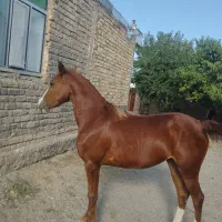 اسب مادیان ۳ ساله