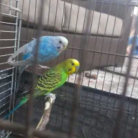 مرغ عشق|پرنده|ری, جوانمرد قصاب|دیوار