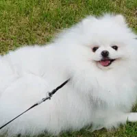 سگ پامر پامرانین نر خرسی عروسکی جیبی کشش|سگ|اصفهان, خانه اصفهان|دیوار