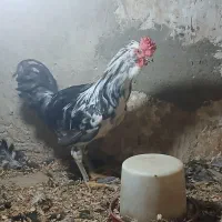 خروس طوسی گلین