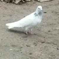 کبوتر پرشی
