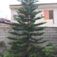 کاج مطبق، کاج، مطبق