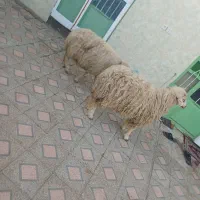 گیسه سانن و دوتا بره نر.راور|حیوانات مزرعه|راور, |دیوار