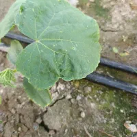 بذر خیار مولتی 110