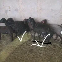 بره کیلویی ۷۶۰