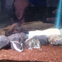 ماهی اکواریوم چانا