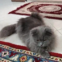 گربه نر نژاد اسکاتیش(چنگیز خان)