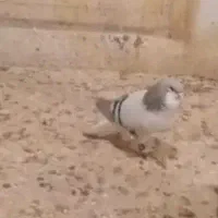 جهت برکت خوشرنگ سبز جوان