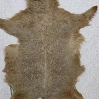 پوست بز