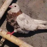 کبوتر طوقی هفت رنگ