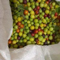 آلوچه جنگلی
