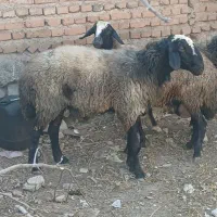 قوچ دودندان شال  .|حیوانات مزرعه|نمین, |دیوار