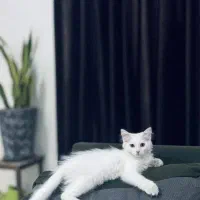 واگذاری گربه