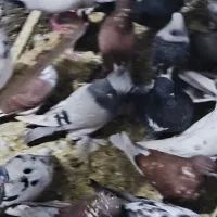 کفتر یا کبوتر|پرنده|صوفیان, |دیوار