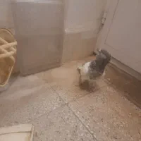 ماده کله سبز|پرنده|شیراز, درکی|دیوار