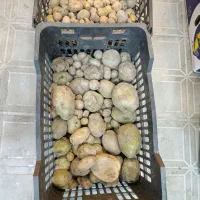 سیب زمینی|خوردنی و آشامیدنی|بیرجند, |دیوار