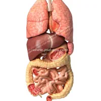 محصولات ارگانیک و گیاهی