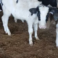 گوساله|حیوانات مزرعه|اصفهان, سلطانآباد|دیوار