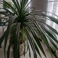 گل پاندانوس