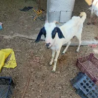 بز فروشی|حیوانات مزرعه|میناب, |دیوار