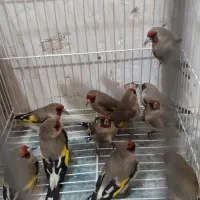 سهره کرمونی نر ماده و سینه سرخ