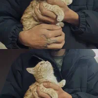 گربه ترکیب تورتورایس و dsh ماده|گربه|زنجان, |دیوار