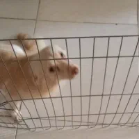 واگذاری تفافقی|سگ|فردیس, نگارستان|دیوار